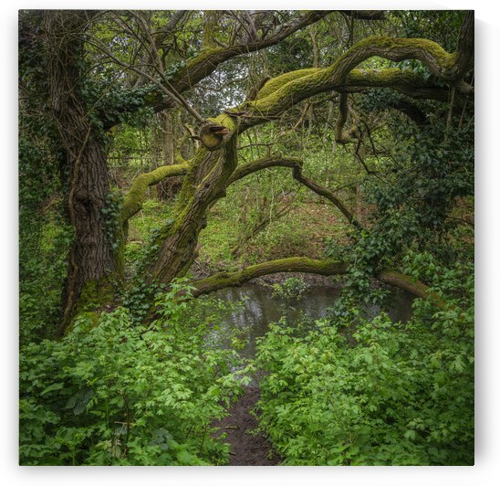A World in Green by Assaf Frank