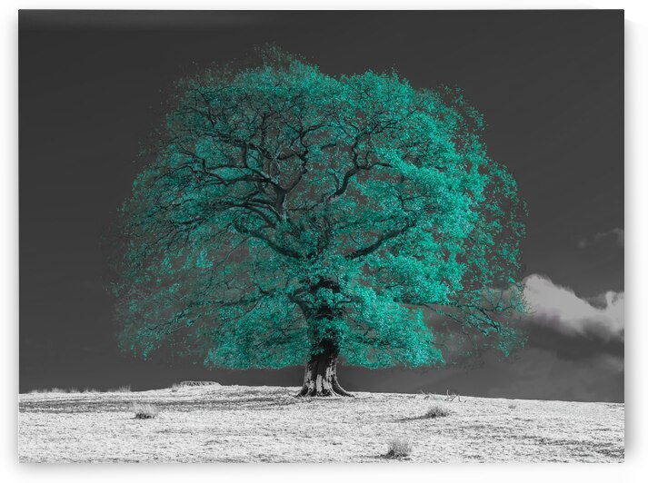 Tree on a hill by Assaf Frank