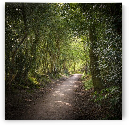Driving Through a Forest Wonderland by Assaf Frank
