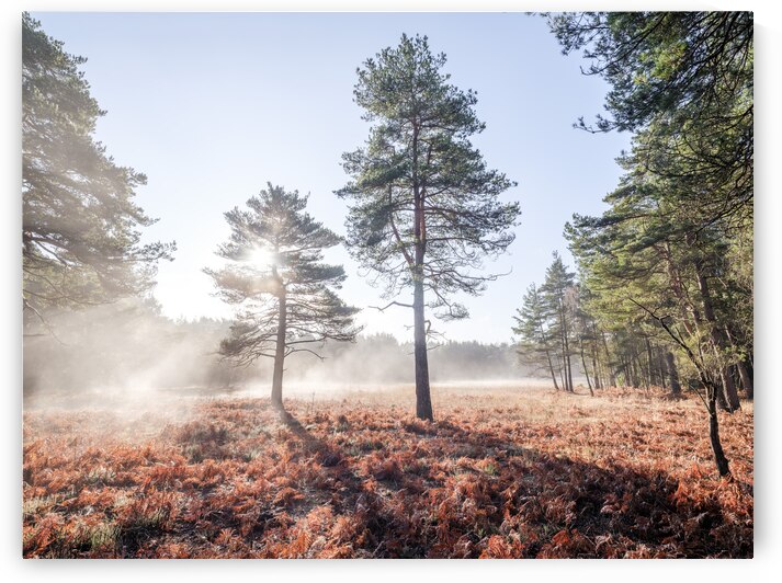 Enchanted Misty Forest by Assaf Frank