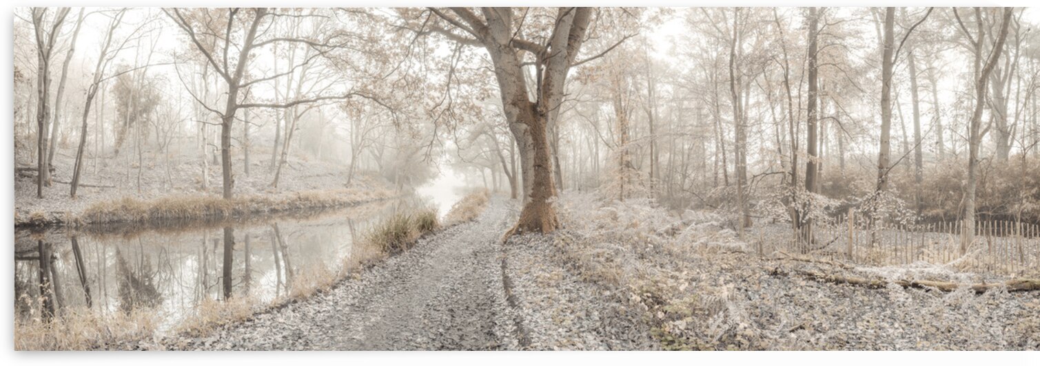 Misty Forest by Assaf Frank