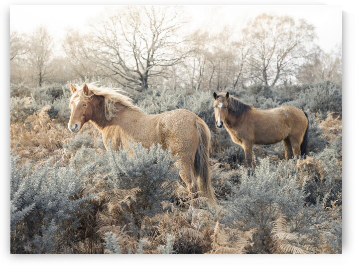 Wild Horses by Assaf Frank