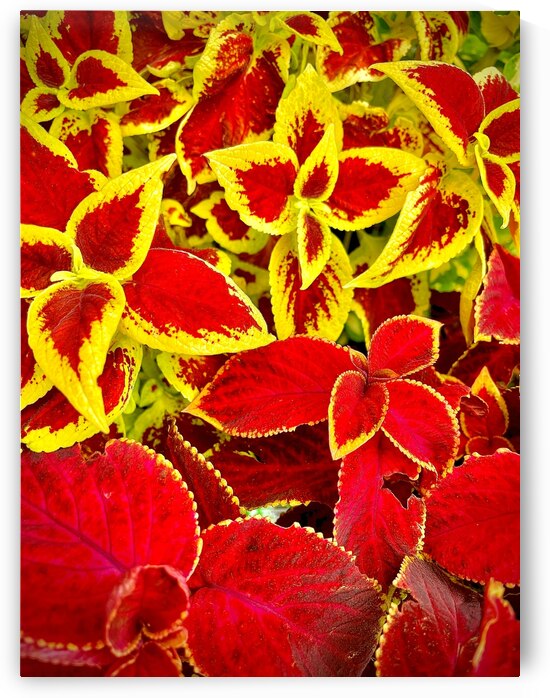 Colorful Coleus by Bill Swartwout Photography