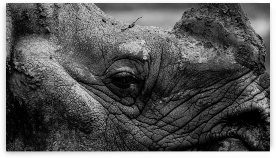 The Last Witness: A Rhinoceros in Quiet Reflection by Nicholas Vosburg