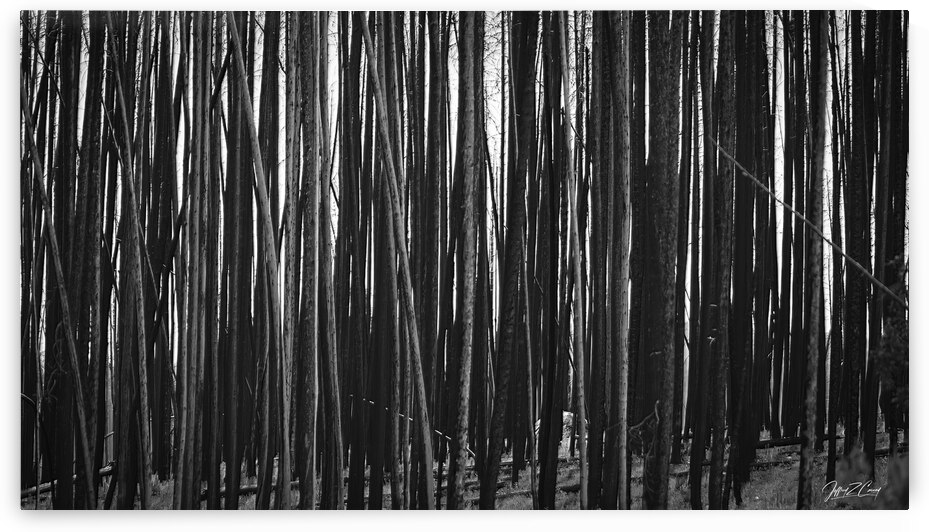 CHARRED LODGE POLE PINES by Carney Photography