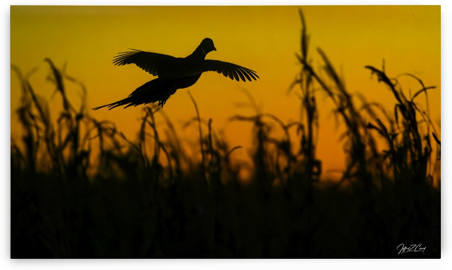 OPENING MORNING PHEASANT SEASON by Carney Photography
