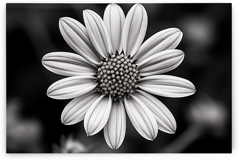 Fields of Memory – Black and White Sunflower Portrait by Savage Art Prints