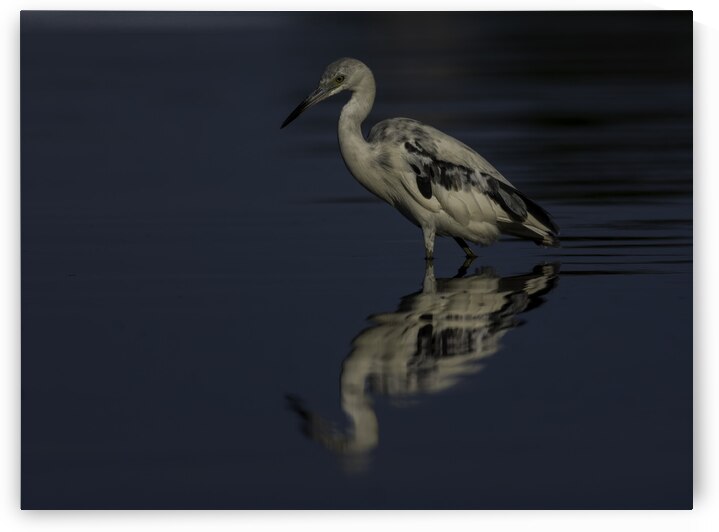 In the shadows by EarthsMoments by Marc Harris photographer