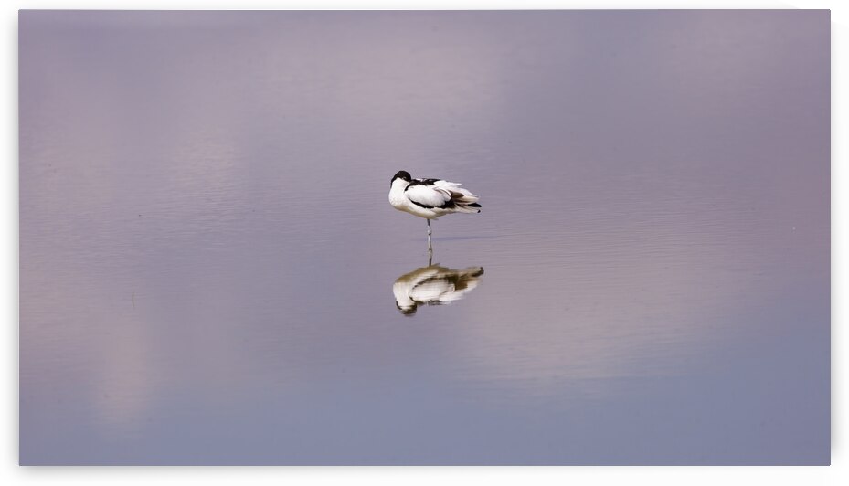 Balance by Laura Merz