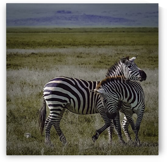 DSCF1633 Edit 2 by StudioGucciardo