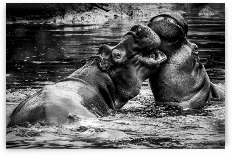 DSCF0941 2 Edit by StudioGucciardo