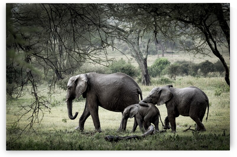 DSCF0352 2 Edit 4 by StudioGucciardo