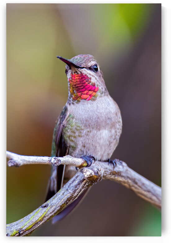 Rubythroated hummer by Serv Goyal