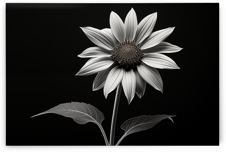 Quiet Majesty – Monochrome Sunflower Study Print by Savage Art Prints
