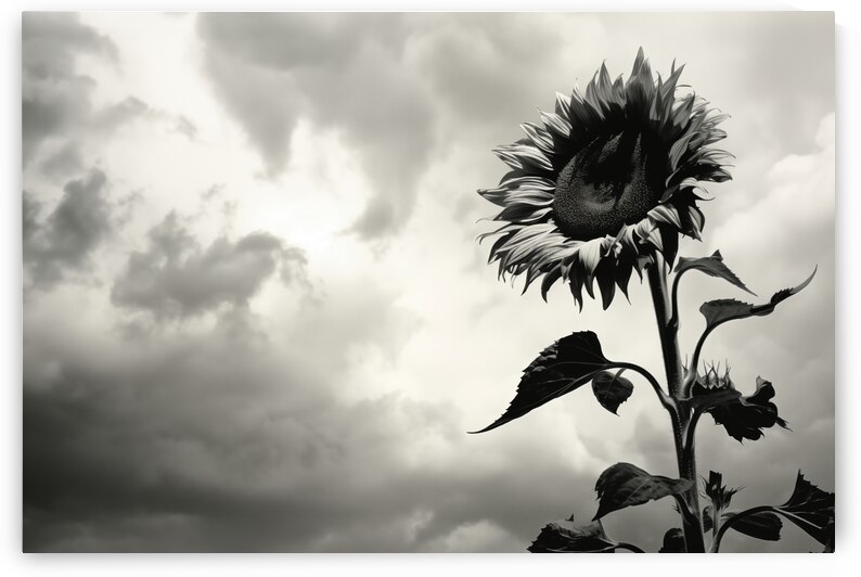 Stormwatch – Sunflower Under Clouded Sky Print by Savage Art Prints