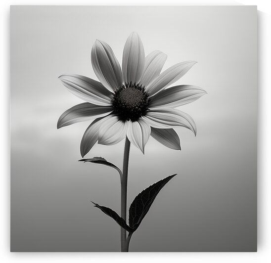 Solitary Grace – Monochrome Sunflower Portrait Print by Savage Art Prints
