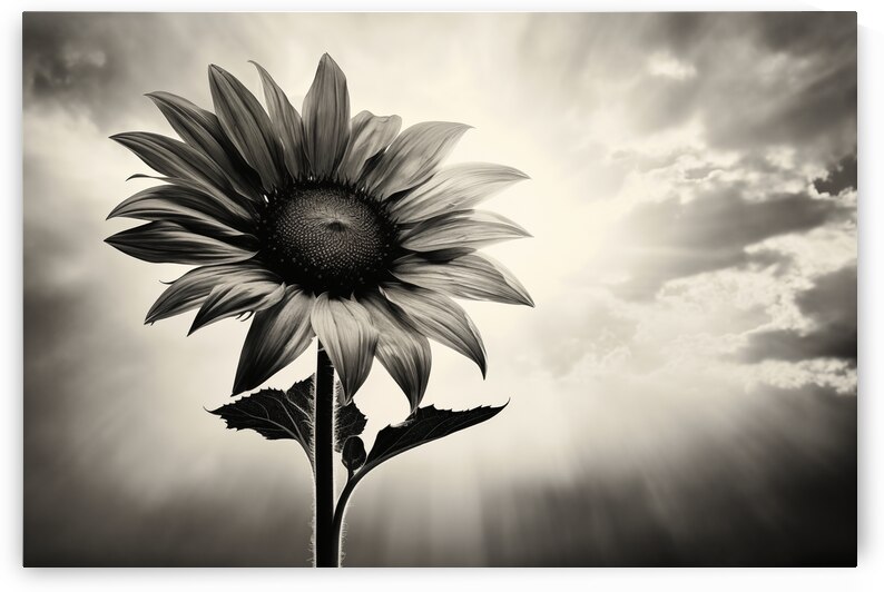 Standing Tall – Sunflower Monochrome Landscape Print by Savage Art Prints