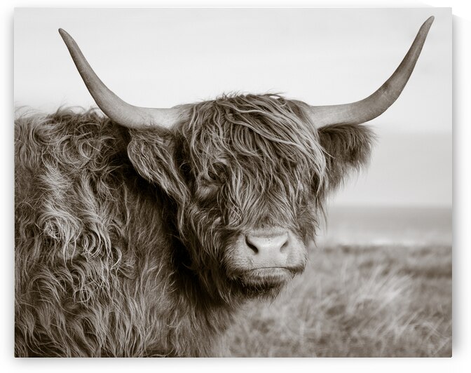 Highland Coo by Dave Bowman