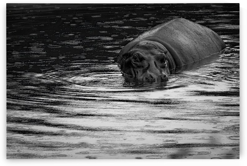 DSCF0957 2 Edit 2 by StudioGucciardo