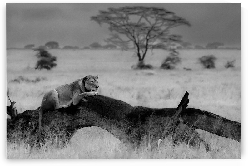 DSCF1243 2 Edit 2 by StudioGucciardo