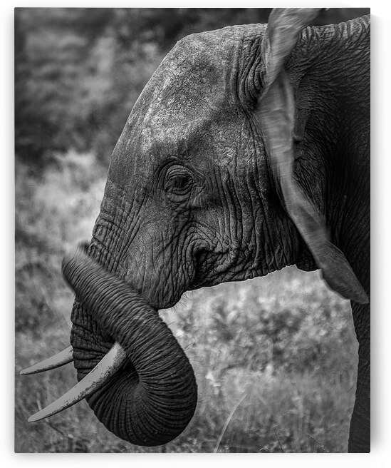 DSCF0313 2 Edit Edit by StudioGucciardo