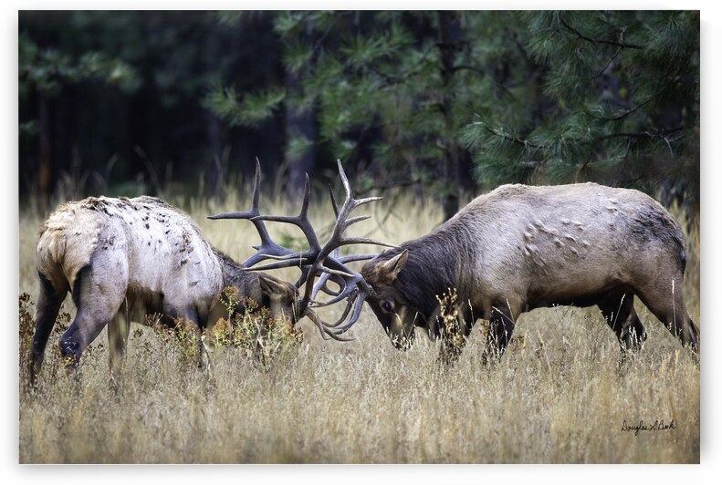 Elk Sparring  by Doug Beck