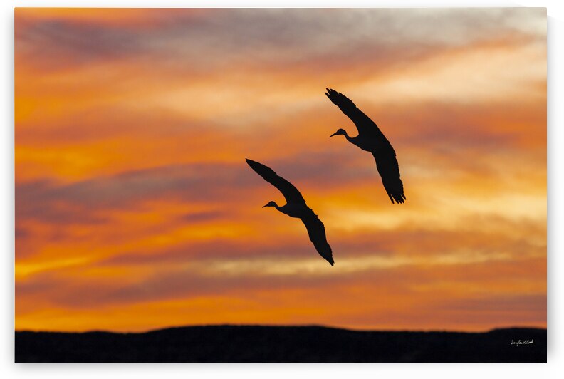 Sandhill Cranes Evening Sky by Doug Beck