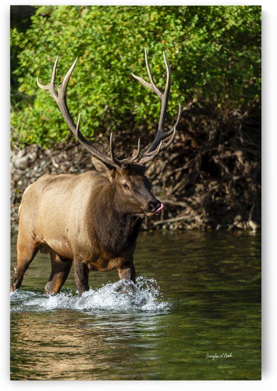 6x7 Bull Elk River Crossing by Doug Beck