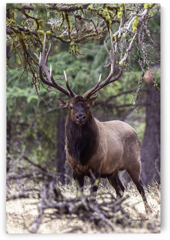 Hank forest monarch  by Doug Beck