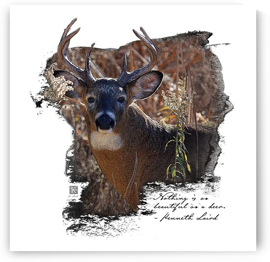 Beautiful Deer  by Kenneth Laird Studios
