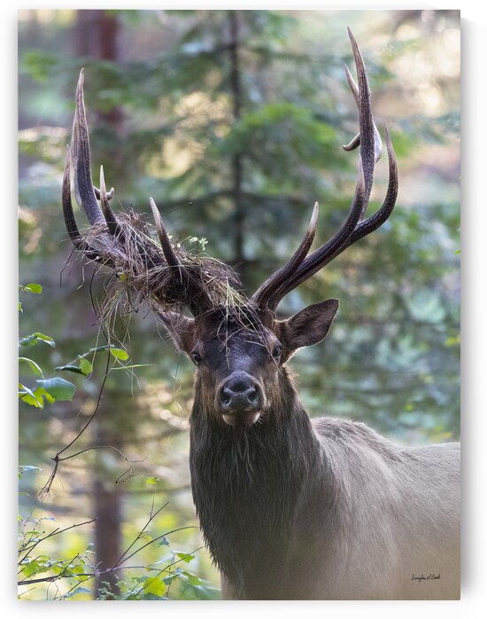 Bull with elk decoration by Doug Beck