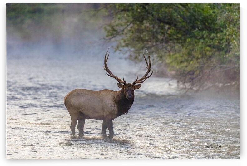 Vegas Herd Bull Elk in Mist by Doug Beck