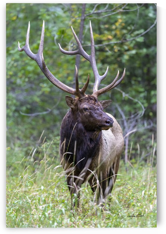 Bull elk 6x6 Pose by Doug Beck