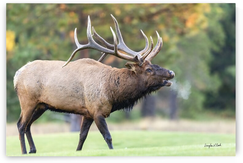 Bull Elk Bugle by Doug Beck