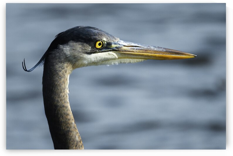 KIN-D  by Nikkey Dawn