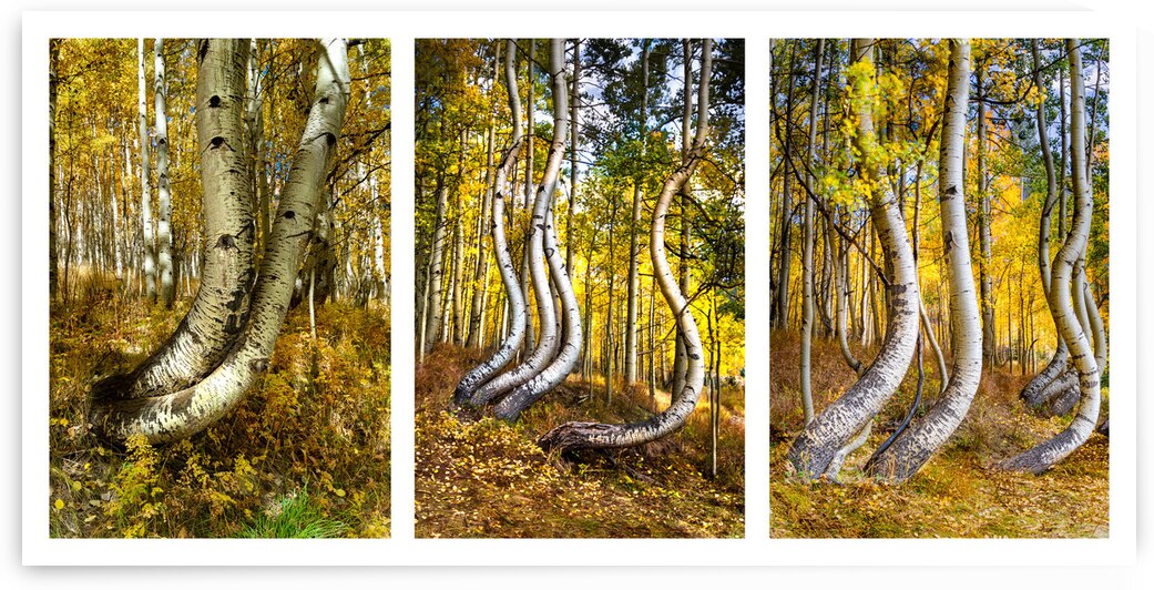 Curved Aspens Triptych in Autumn by Norma Brandsberg Photography