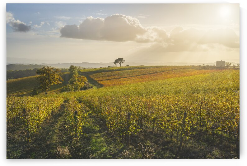 Stone pine and vineyards. Autumn landscape in Chianti region by Stefano Orazzini