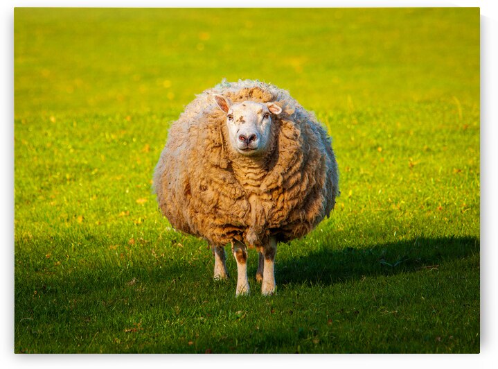 Large round sheep in meadow in Wales staring at camera by Steve Heap