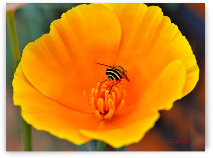 Flower with wasp by Bruce Brown