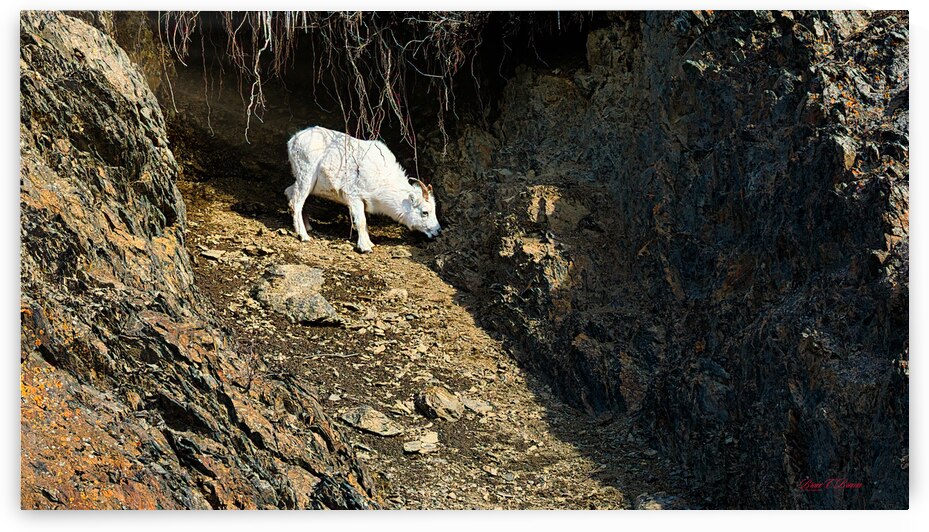 Alone in the draw by Bruce Brown