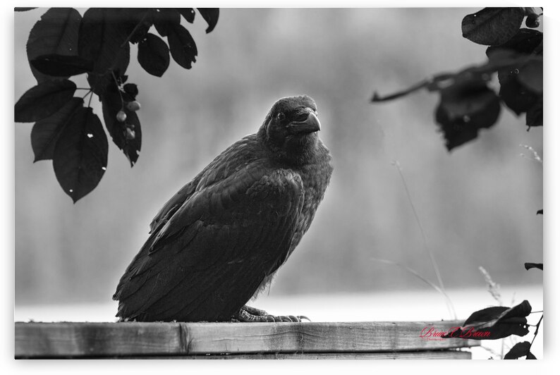 Raven in Black and White by Bruce Brown