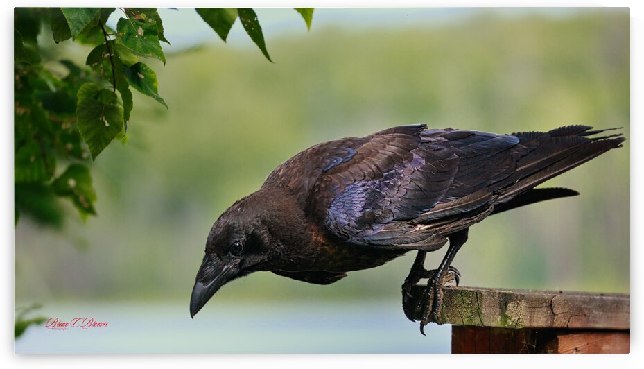 Raven in color by Bruce Brown