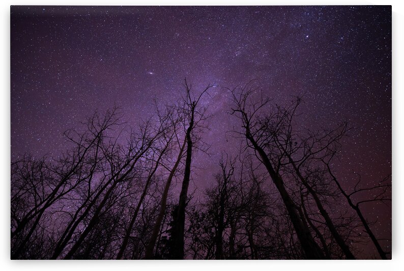 Winters Canopy: Stellar Skies Above Pinehouse Lakes Forest by Dre Erwin Photography