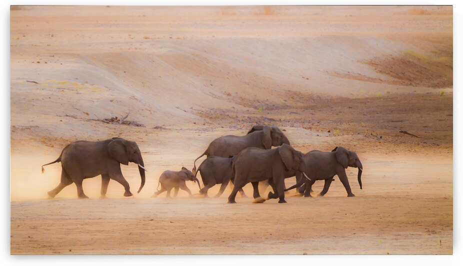 African bush elephants on riverbed at dawn by PACO COMO