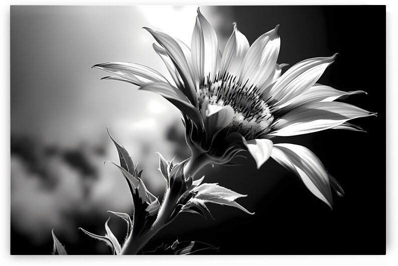 Sunflower Monochrome – Black & White Botanical Study by Savage Art Prints