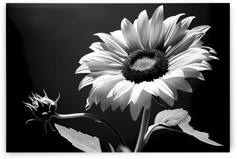 Iconic Sunflower – Golden Bloom Fine Art Print by Savage Art Prints