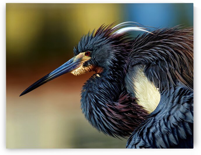 Poised by EarthsMoments by Marc Harris photographer