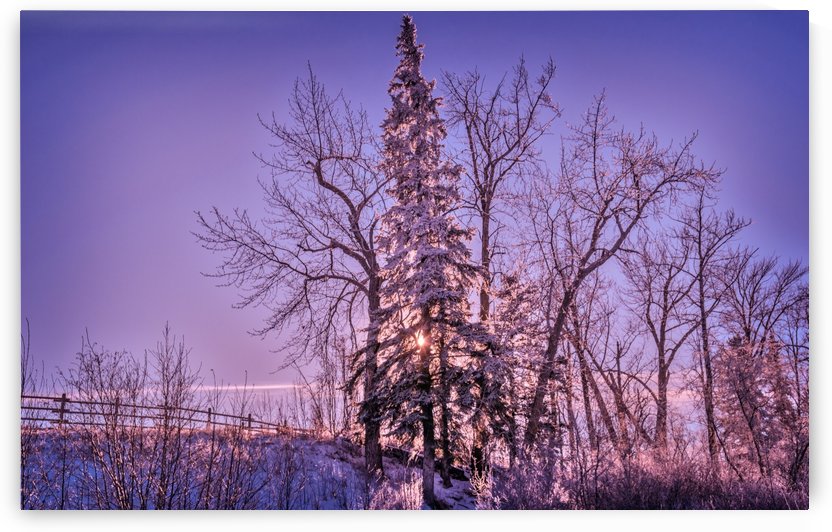 Sunny Winter Scenery by Lisa Poirier