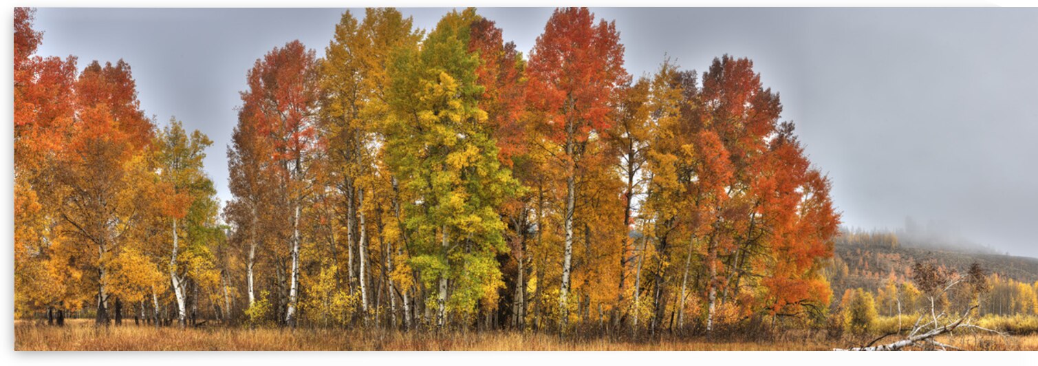 Aspens in the Mist  by Gary M Slane