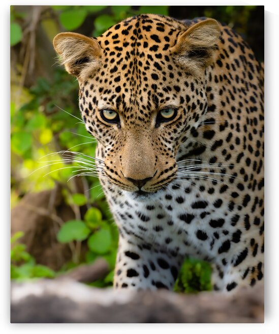 Looking into the eyes of a Leopard by Rino Falvo Photography